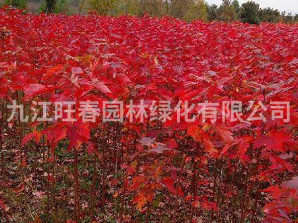 紅楓